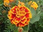 TAGETES PATULA (ASTERACEAE) 
Kadife Çiçeği-Hint Karanfili

