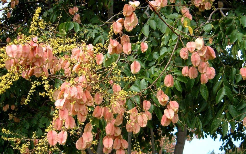 KOELREUTERIA PANICULATA (SAPINDACEAE)Yalancı sabun ağacı