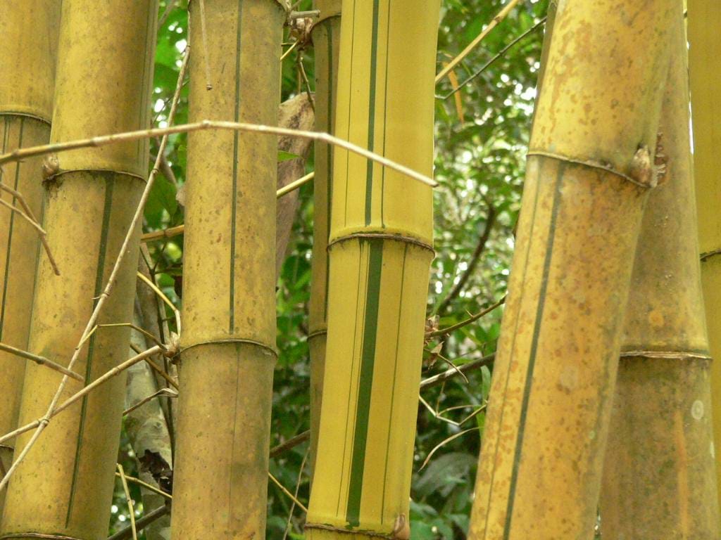 BAMBU (POACEAE)
Bambu