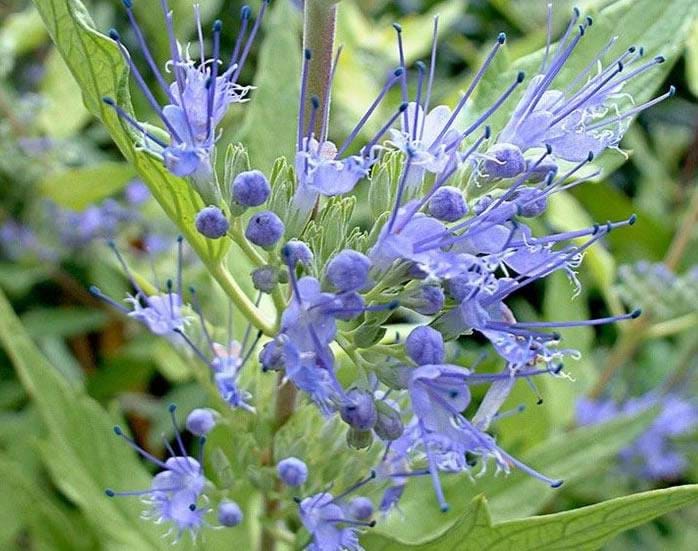 CARYOPTERIS (VERBENACEAE)
Sakal Çiçeği

