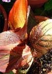 CANNA (CANNACEAE)
Kana-Tesbih Çiçeği
