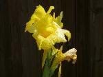 CANNA (CANNACEAE)
Kana-Tesbih Çiçeği