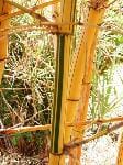 BAMBU (POACEAE)
Bambu