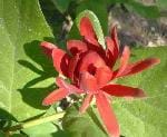 CALYCANTHUS (CALYCANTHACEAE)
Kadeh çiçegi