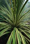 CORDYLINE AUSTRALIS = DRACAENA (AGAVACEAE)
Dresena, Yeni zelenda palmiyesi
