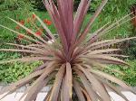 CORDYLINE AUSTRALIS = DRACAENA (AGAVACEAE)
Dresena, Yeni zelenda palmiyesi
