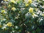 MAHONIA (BERBERIDACEAE)
Mahonya, sarıboya ağacı
