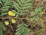 ACACIA (LEGUMINOSEA)
Akasya, mimoza
