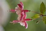 CUPHEA (LYTHRACEAE)
Küpe Çiçeği