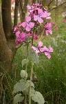 LUNARIA (CRUCIFERAE)
Gözlük Çiçeği