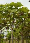 CATALPA (BIGNONIACEAE)
Katalpa, sigara ağacı