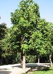 CATALPA (BIGNONIACEAE)
Katalpa, sigara ağacı