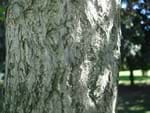 GINKGO BILOBA (GINKGOACEAE)
Mabet ağacı
