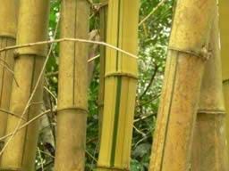 Bambu bitkisinden klavye üretimi