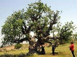 Gaziantep te asırlık iki fıstık ağacı bulundu