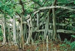 Tek ağaçlık orman…