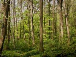 Dünya`da yılda 13 milyon hektar orman yok oluyor. 