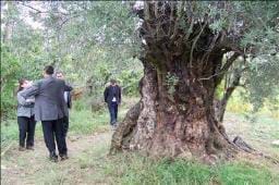 700 yıllık Zeytin ağacı