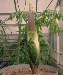 Dünyanın en büyük çiçeği! Amorphophallus Titanum...