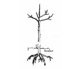 Rootstock nedir?