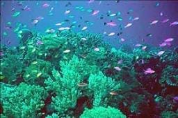 Mercan türlerinin üçte biri yok olabilir