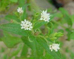 Stevia bitkisi Karadeniz de yetiştiriliyor !