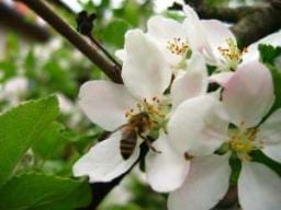 Bal arılarının azalması elma ve armut üretimini etkiledi ! 