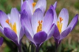 Dünyanın en zor açan çiçeği... Crocus sativus