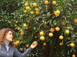 En büyük portakal ağacı !