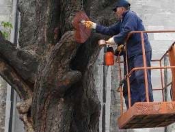 Anıt ağaçlar rehabilite ve restore ediliyor…