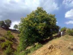 Diyarbakır’da asırlık kestane ağaçları tespit edildi !
