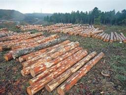 Devlet izniyle orman katliamı !