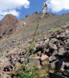 Erciyes Dağı nda,yeni bir bitki türü keşfedildi.