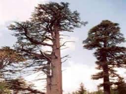 Asırlık anıt ağaçlara koruma 