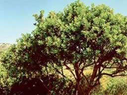 Urla’ya 17 bin sakız ağacı fidanı dikildi